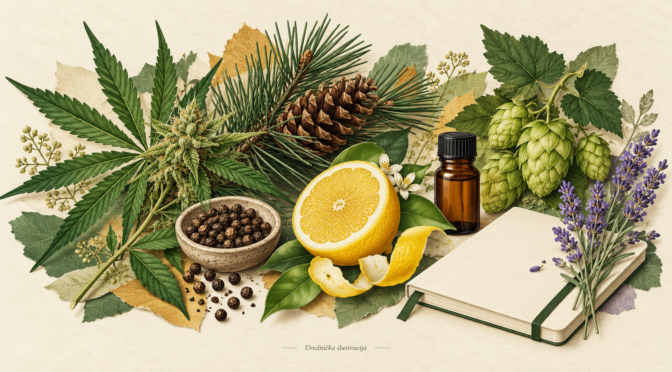 Terpeni u CBD proizvodima — urednička ilustracija botaničkih motiva